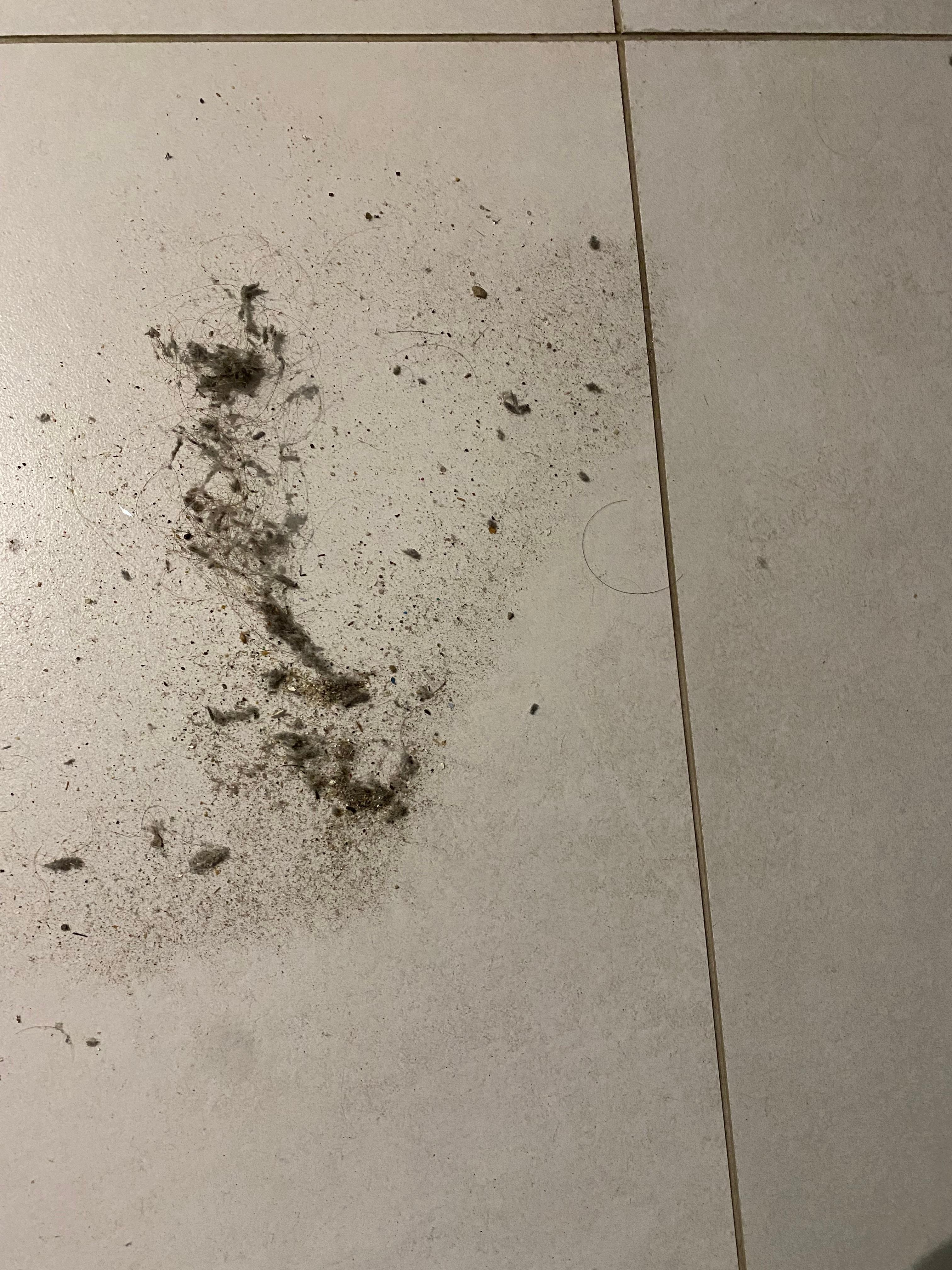Dirt from the kitchen and lounge room floor 