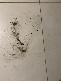 Dirt from the kitchen and lounge room floor