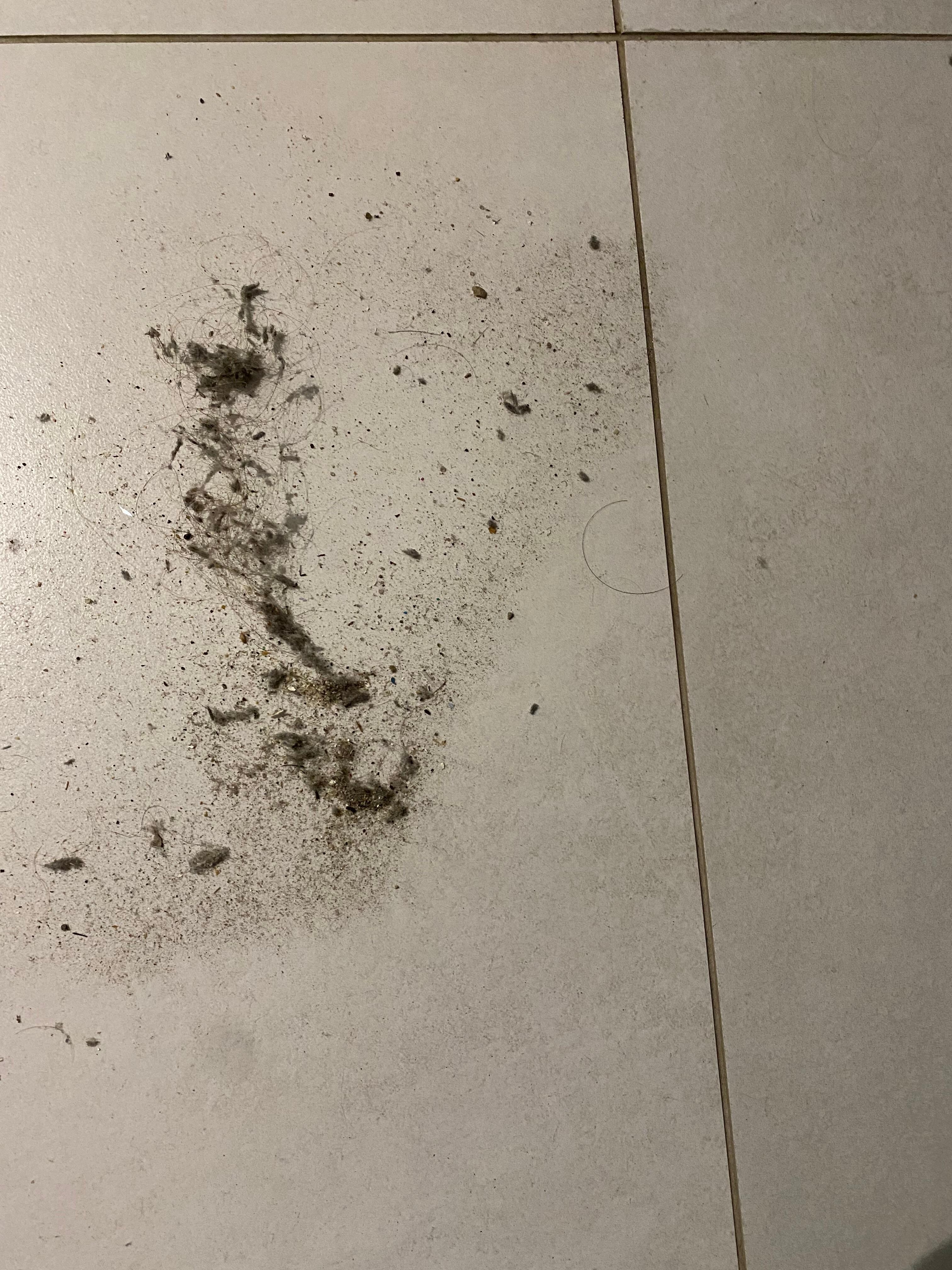 Dirt from the kitchen and lounge room floor 