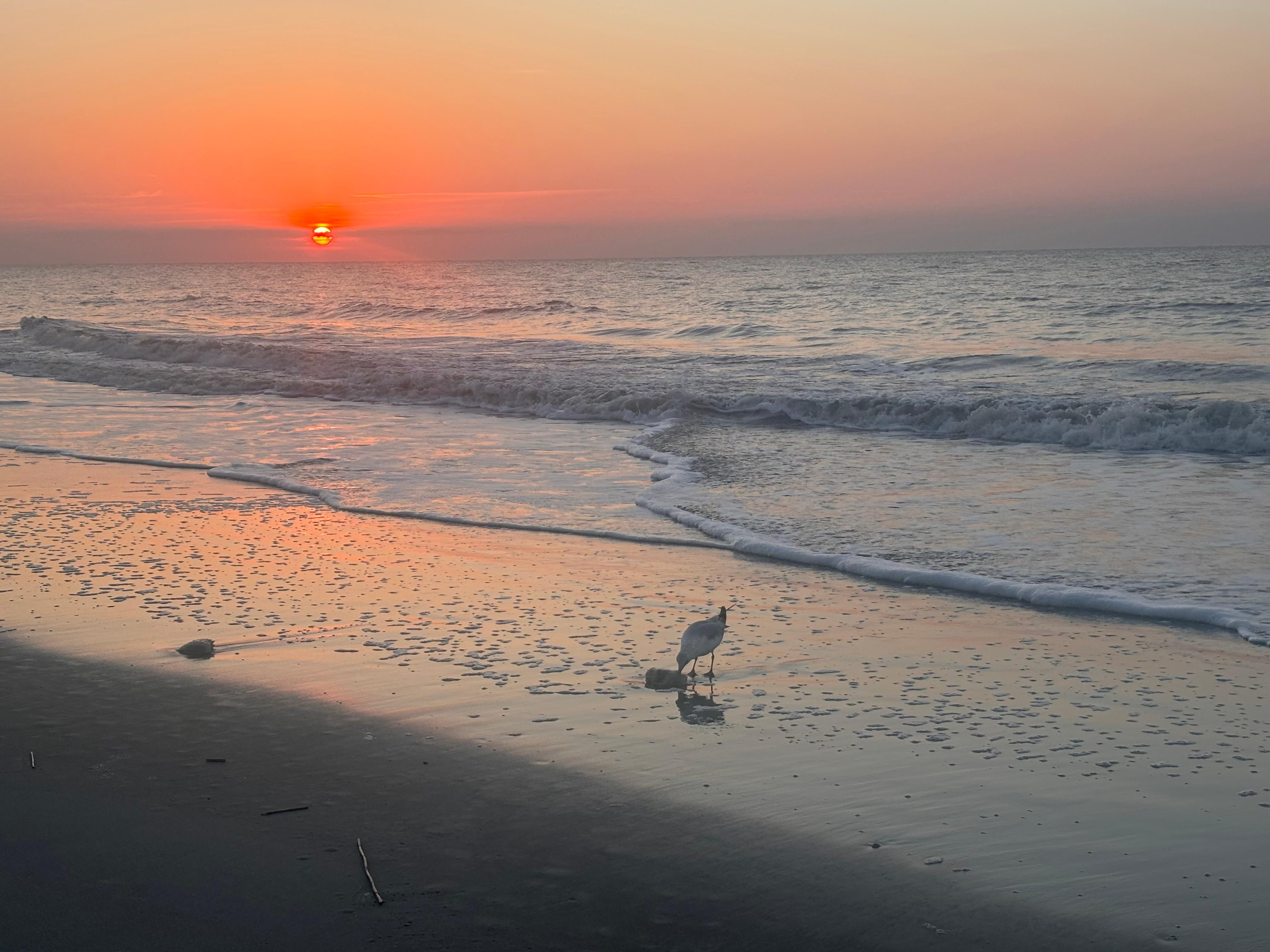Morning walk along the beach at sunrise. Just beautiful! 