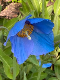 Blue poppy at Edinburgh Botanic gardend