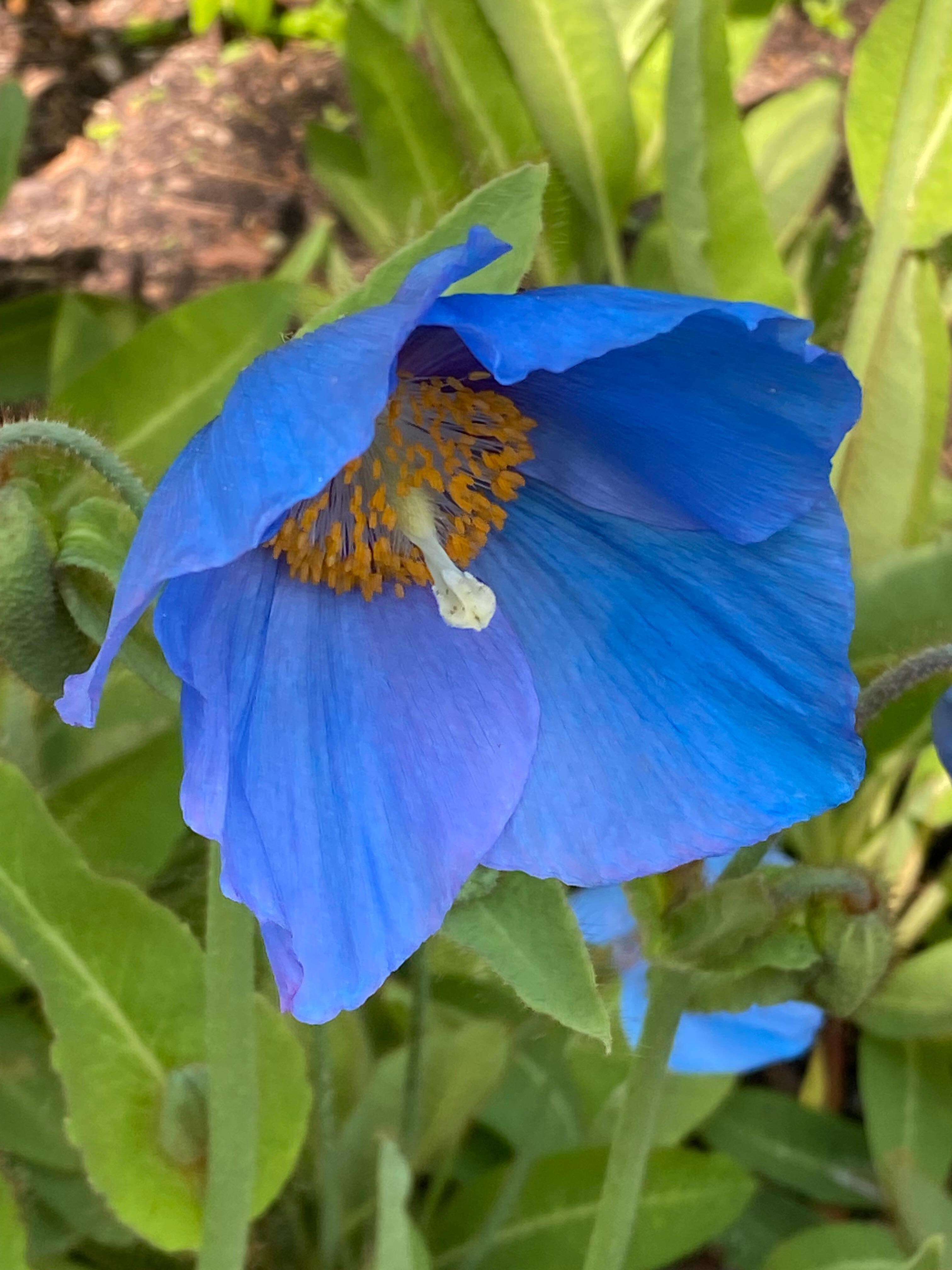 Blue poppy at Edinburgh Botanic gardend