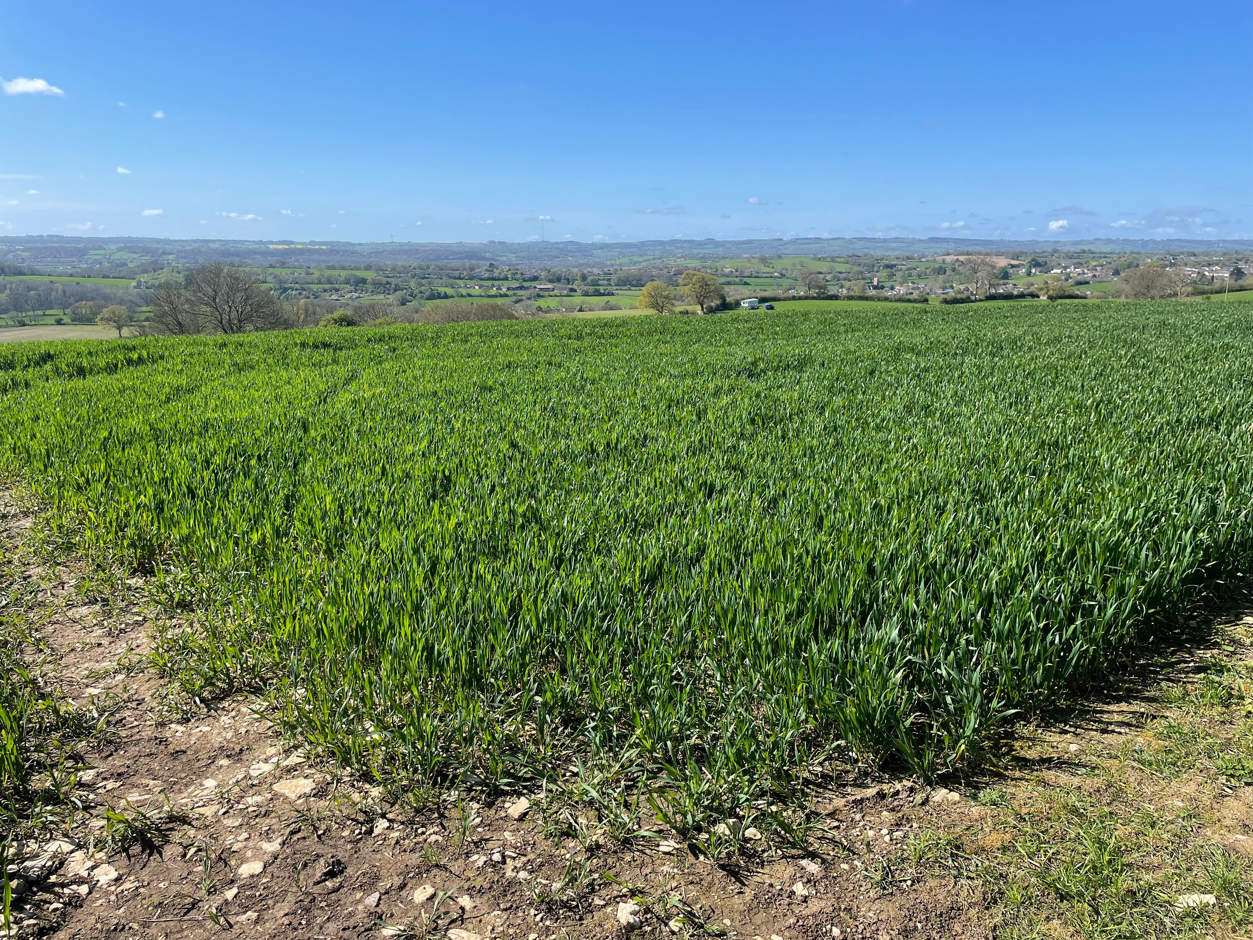 Somerset countryside