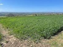 Somerset countryside