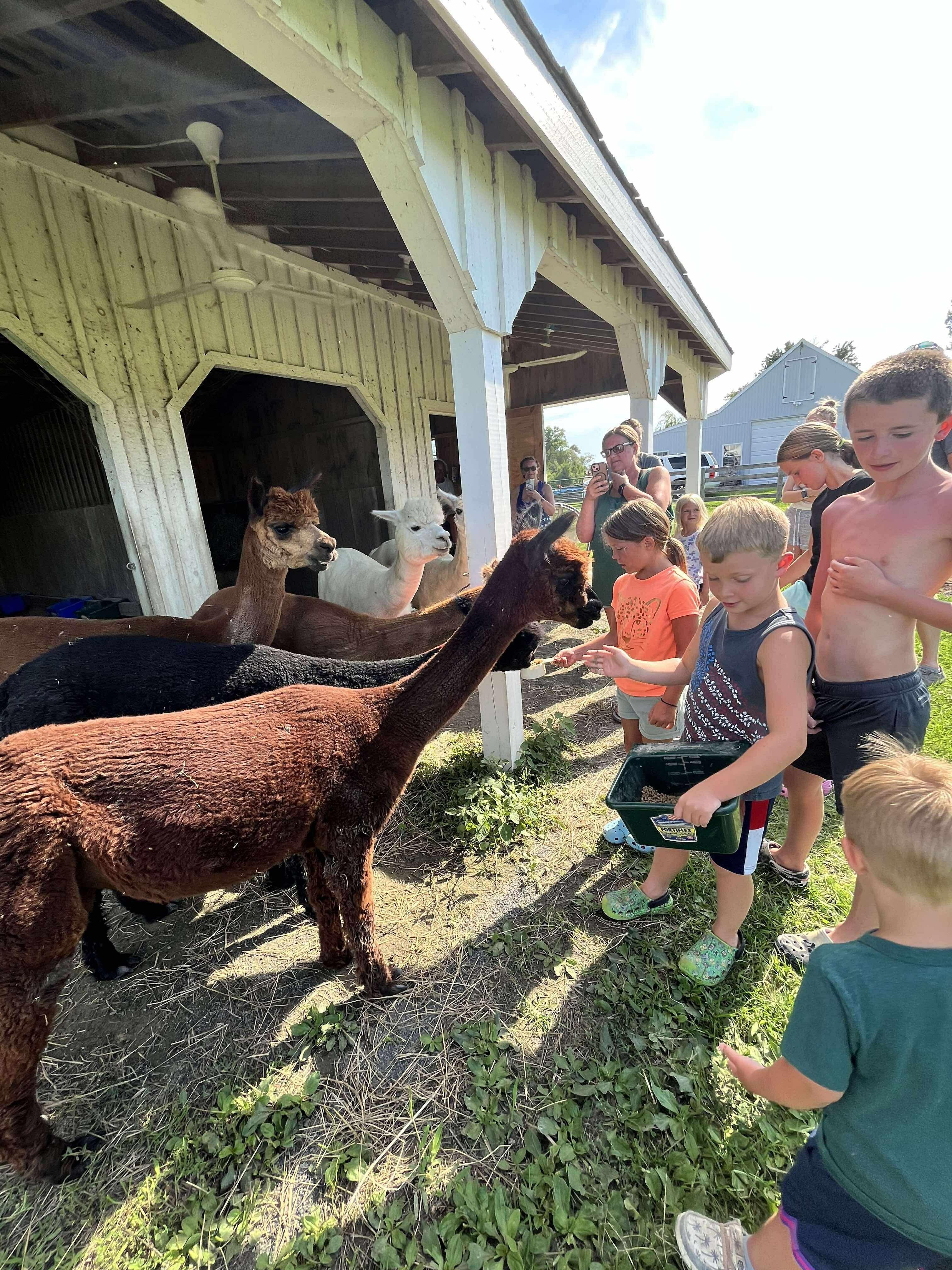 Helping feed the Alpaca 