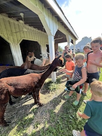 Helping feed the Alpaca