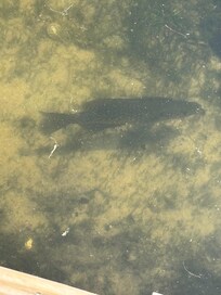 Crappie on her bead in front of the dock