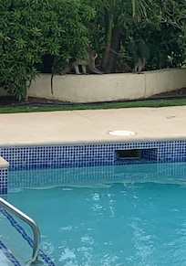 Monkeys by the pool