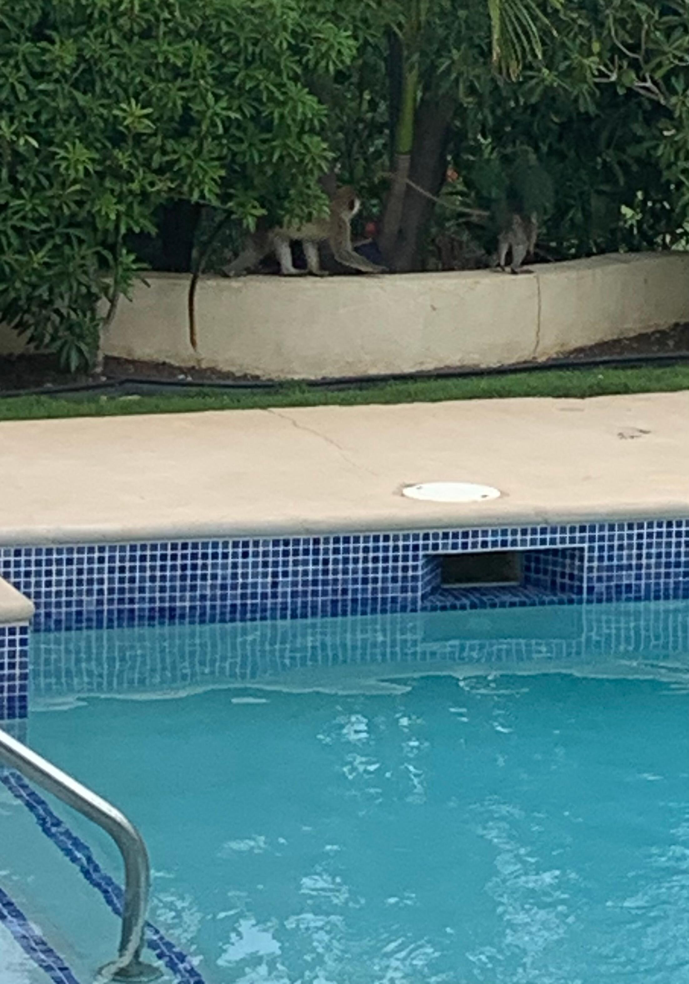 Monkeys by the pool