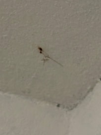 More dead spiders on ceiling