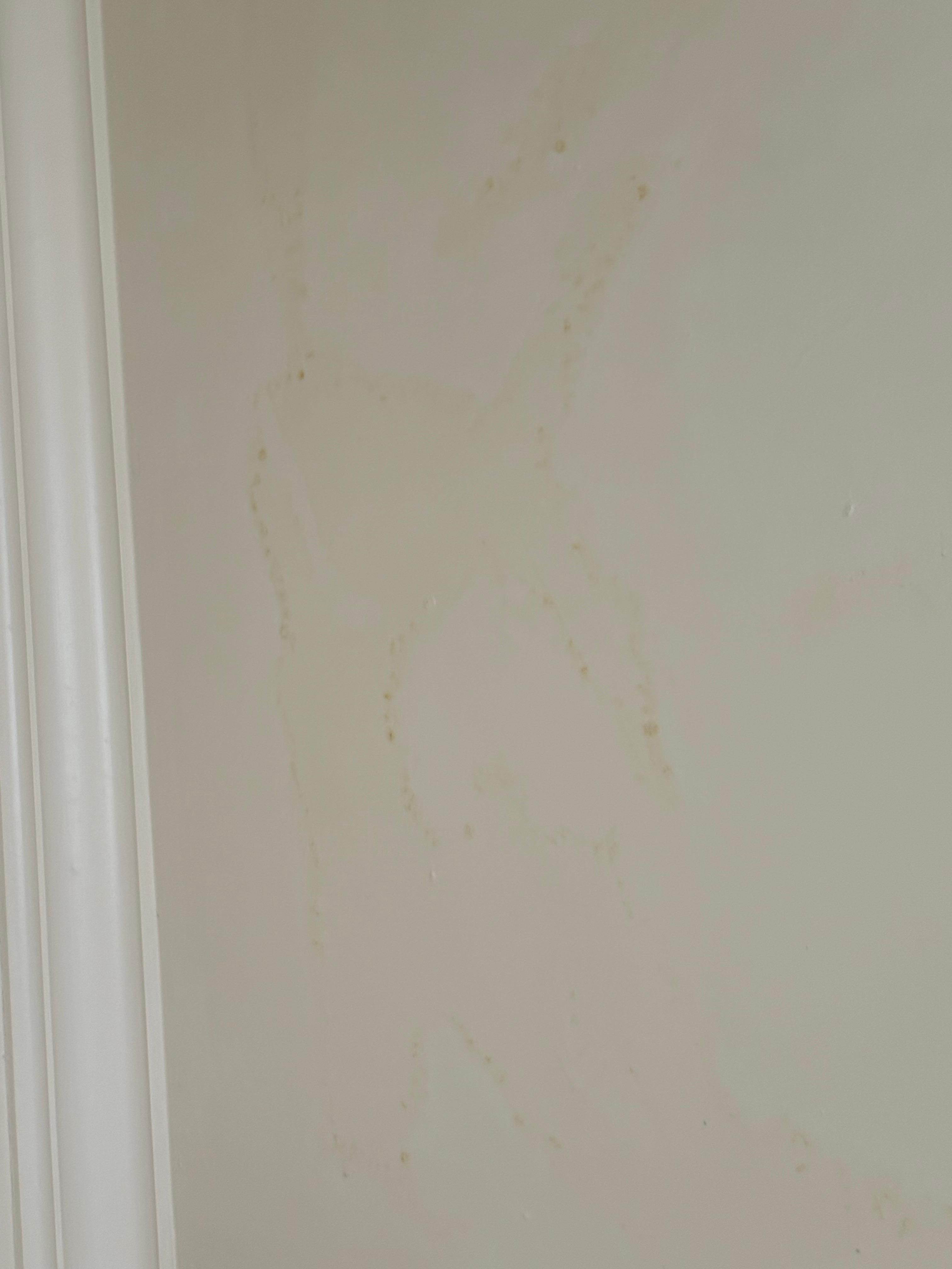 Mold on ceiling