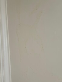 Mold on ceiling