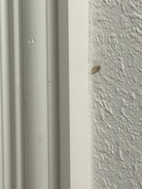 Boogers on the walls