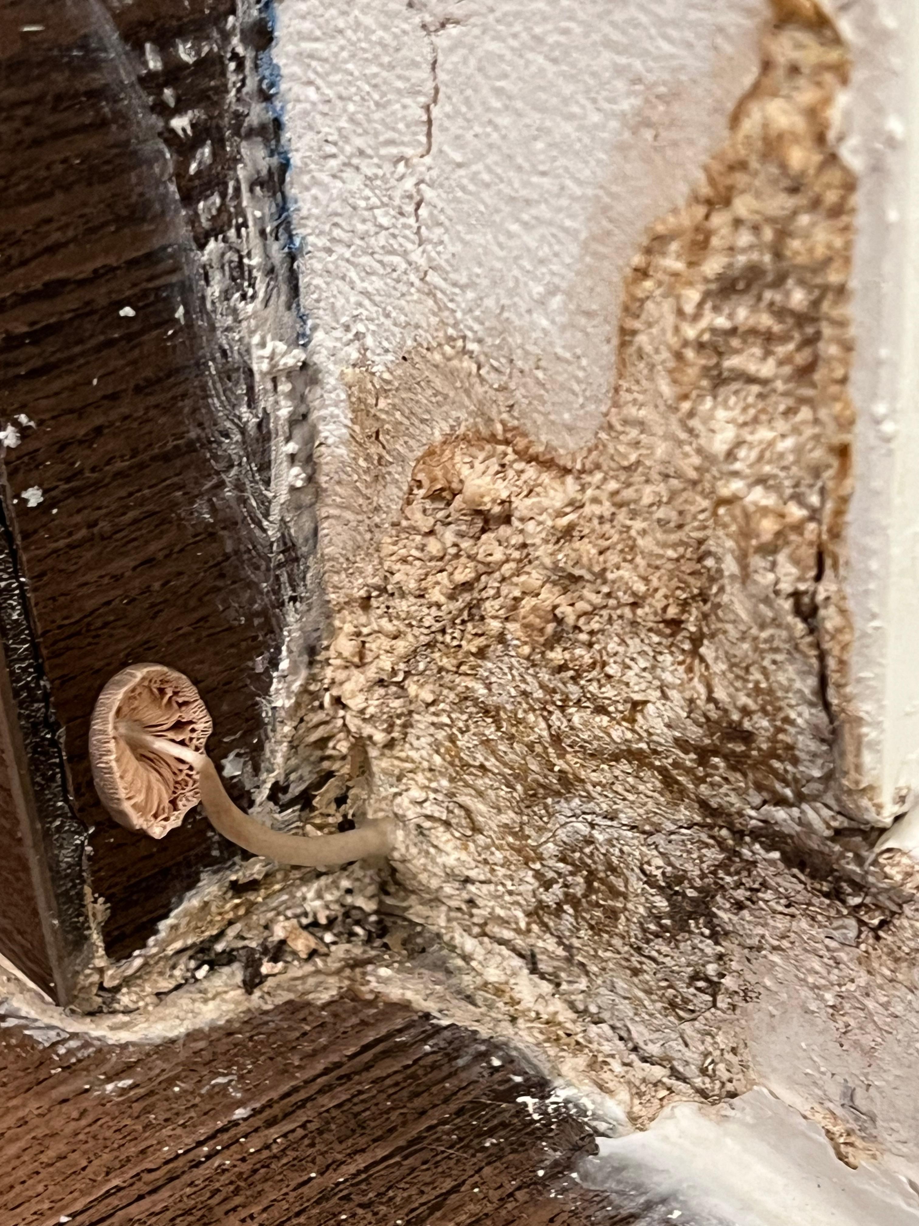 Growing mushroom in hotel bathroom!!!