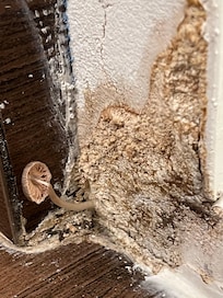 Growing mushroom in hotel bathroom!!!