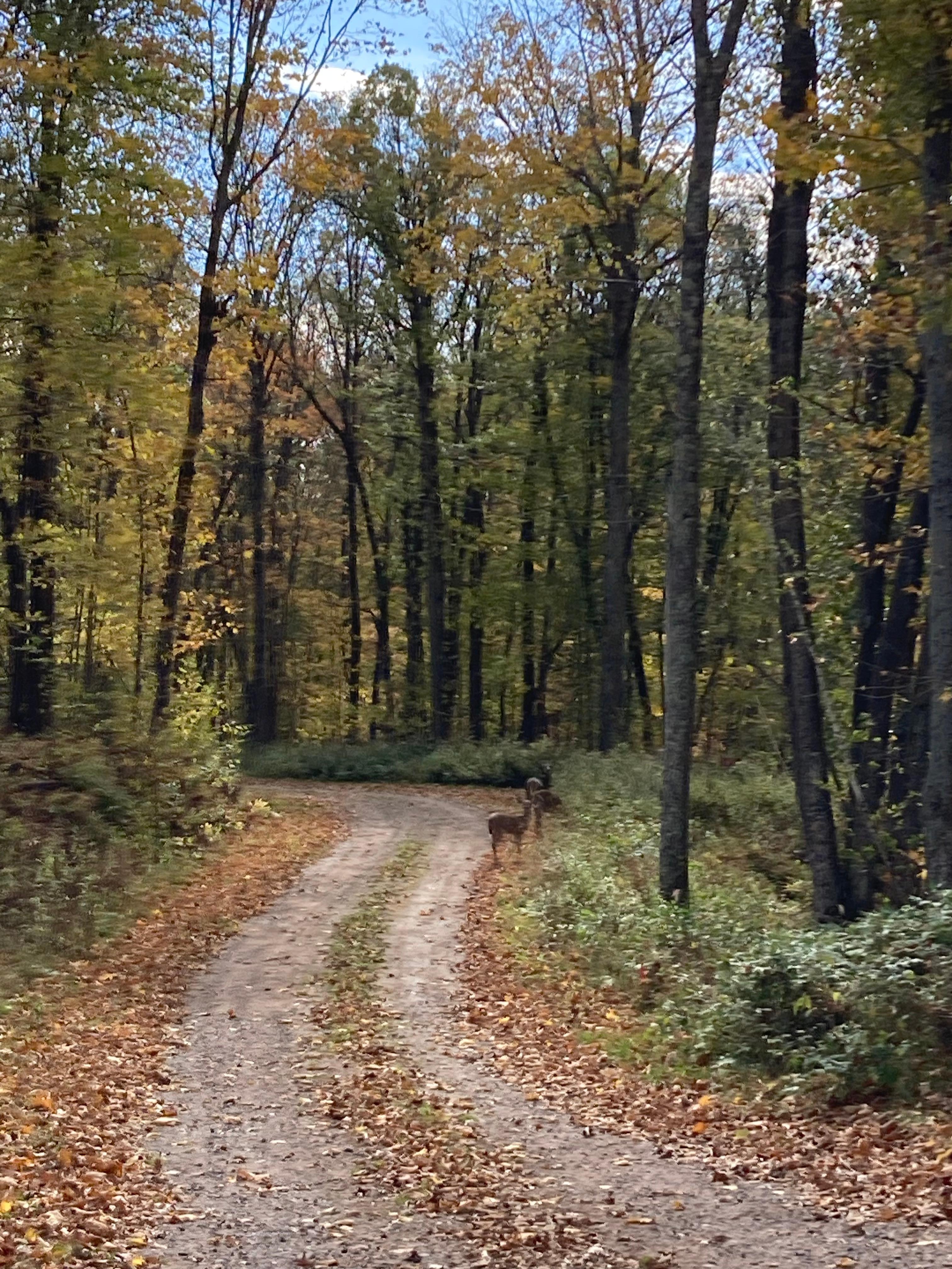 A peaceful walk in the neighborhood. 
