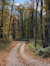 A peaceful walk in the neighborhood.