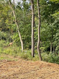 Deer