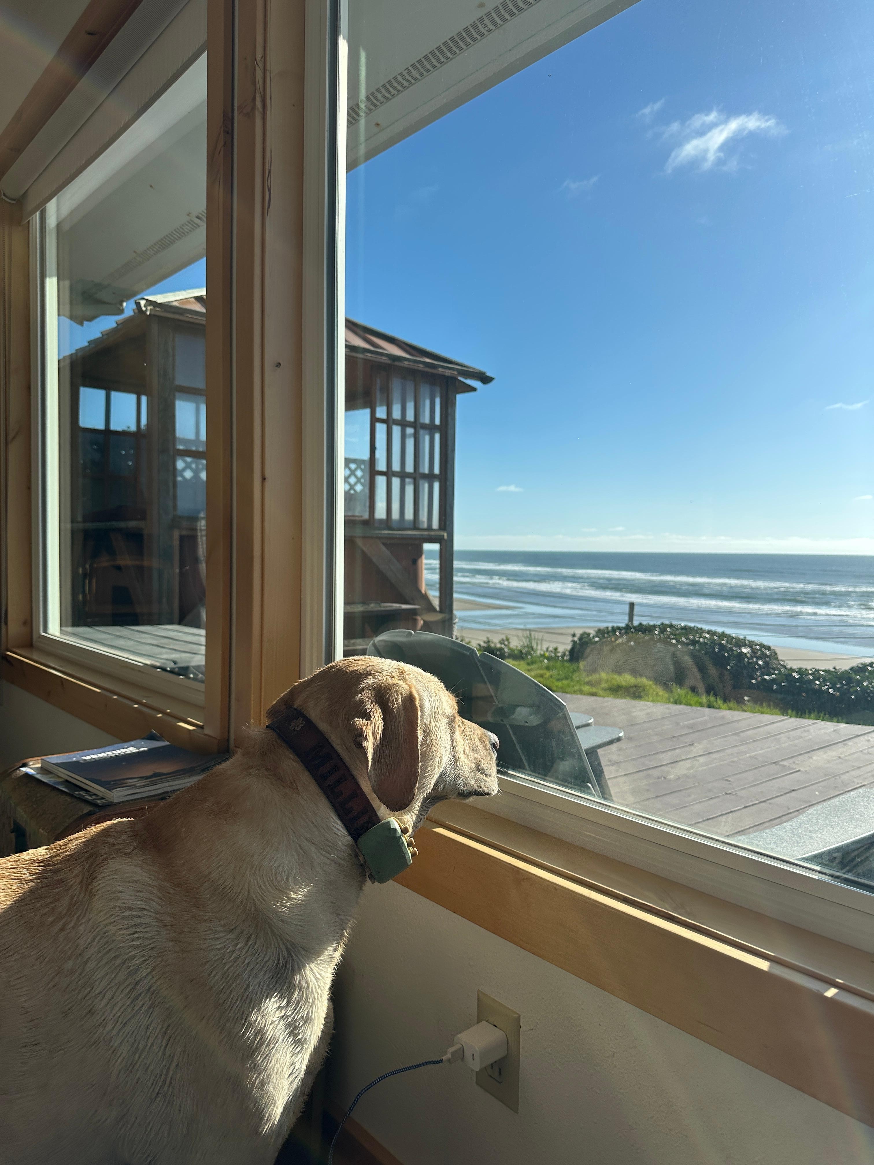 Being able to bring our dog was amazing. Thank you. 