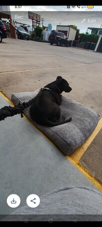 Our dog just chilling
