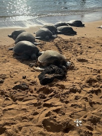 Every day on the beach