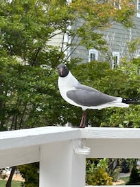 Laughing gull!