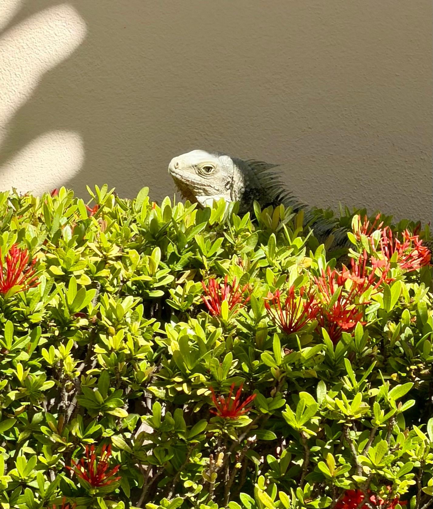 Our resident Iguaba who we nicknamed Iggy