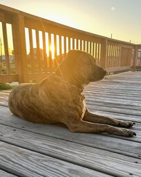 Our dog enjoyed sunbathing.