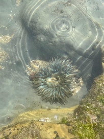 Tide pools are fun to explore.