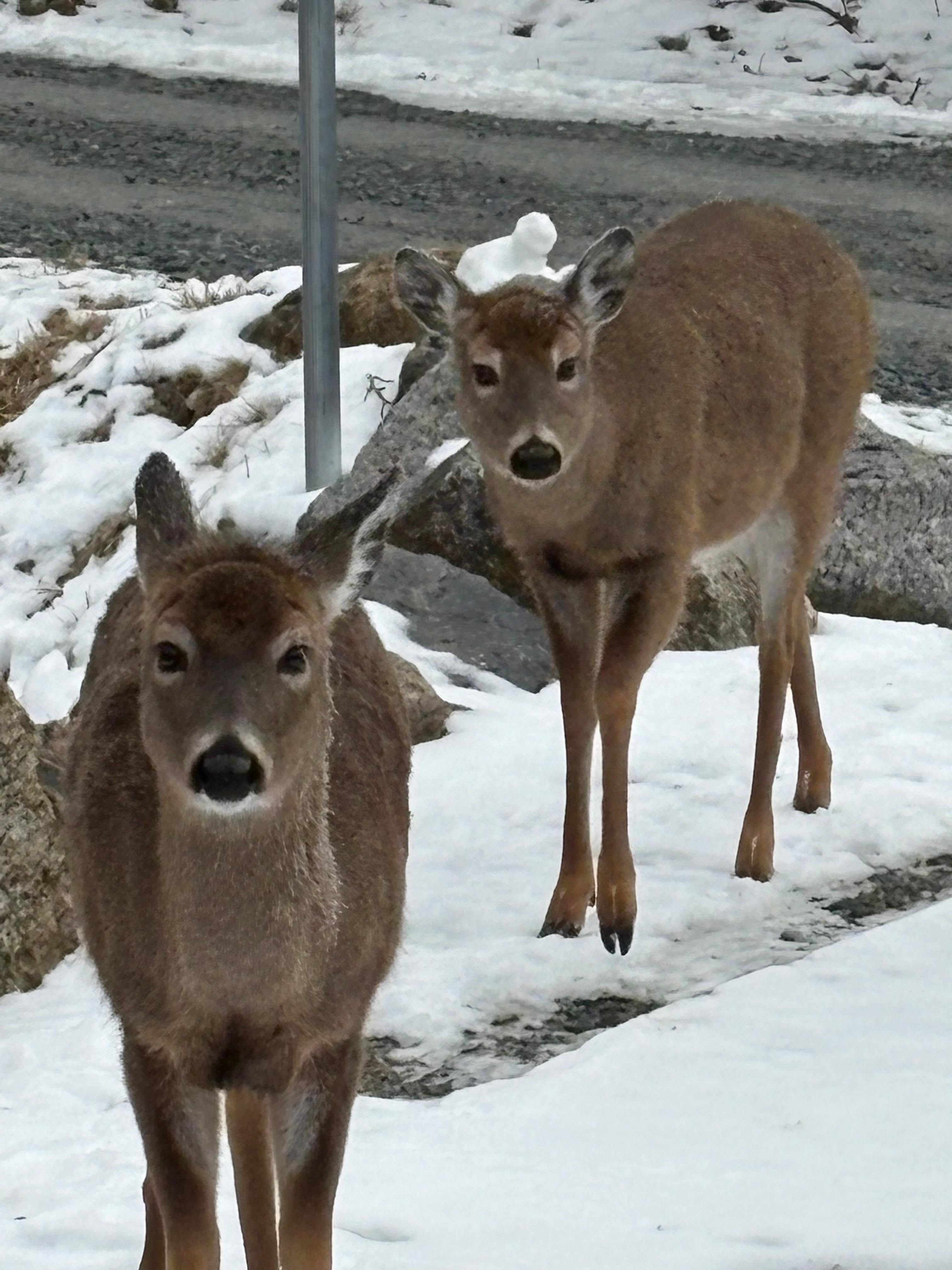 Lots of friendly deer in the neighborhood!!