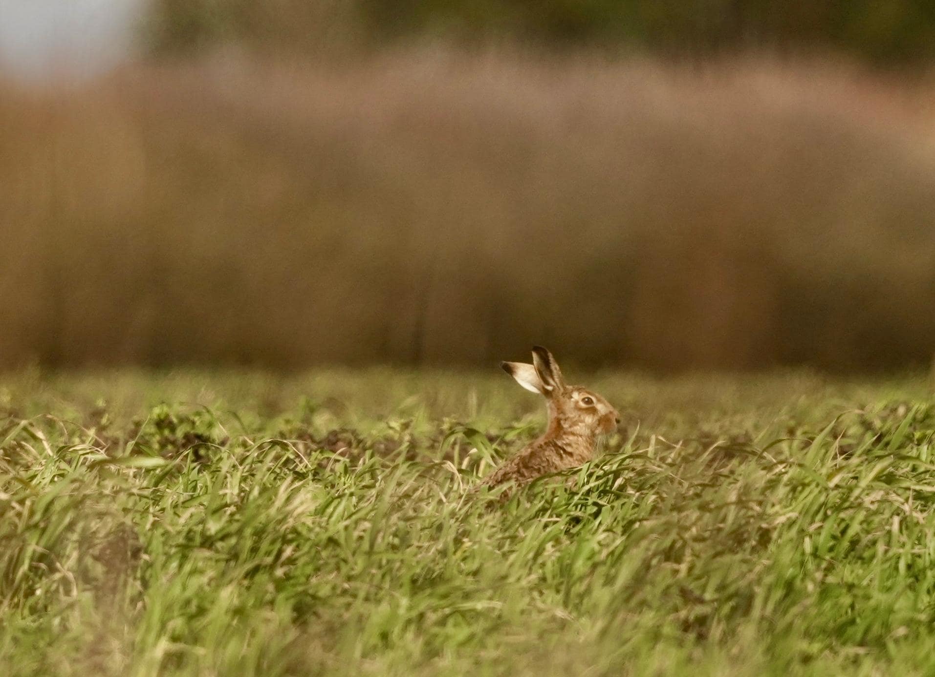 Amazing to watch the hares