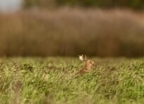 Amazing to watch the hares