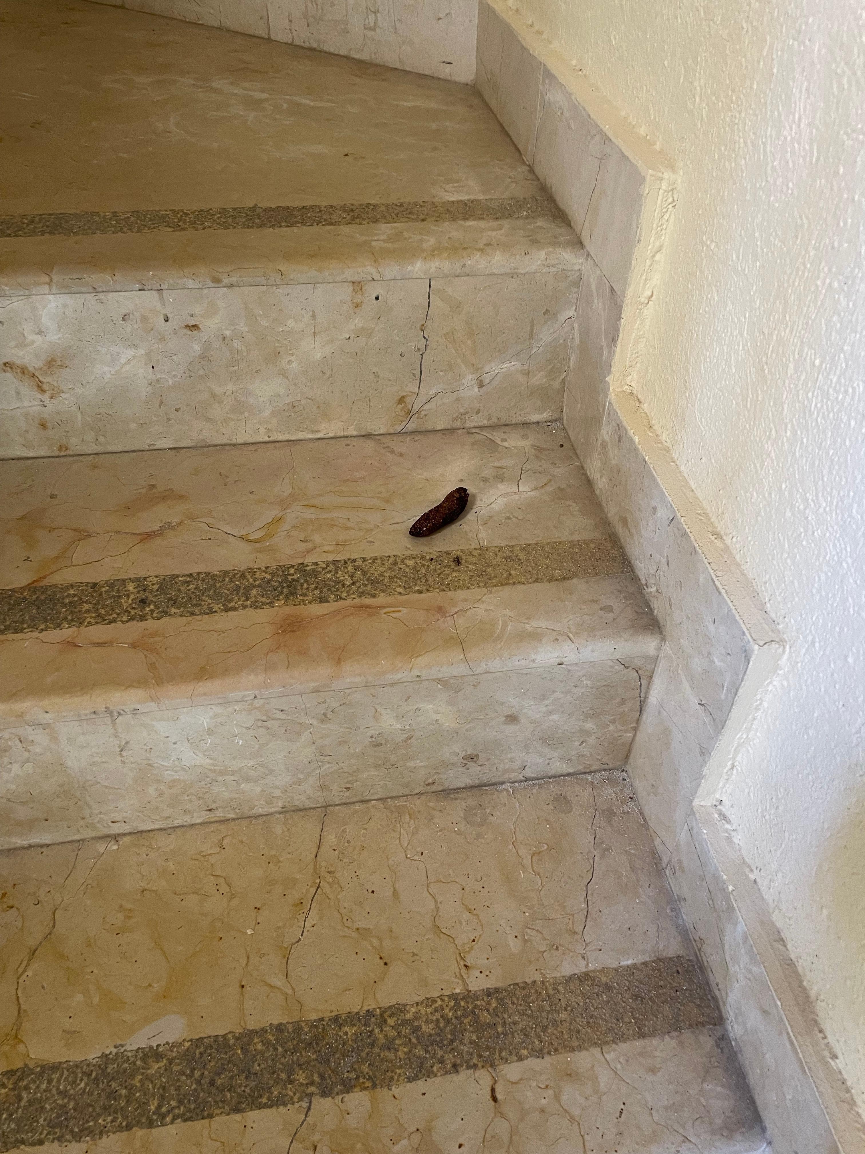 Excrément d’animal