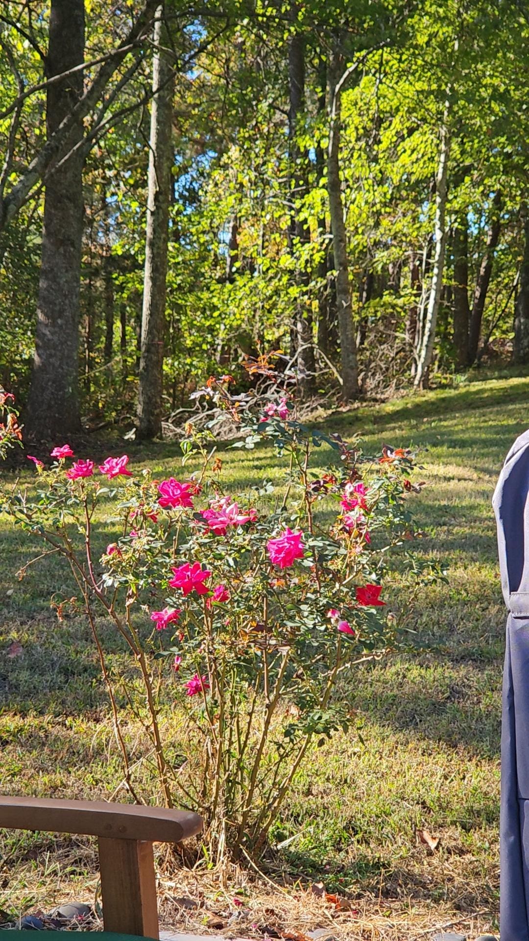 One of the rose bushes in the backyard. 