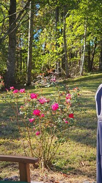 One of the rose bushes in the backyard.