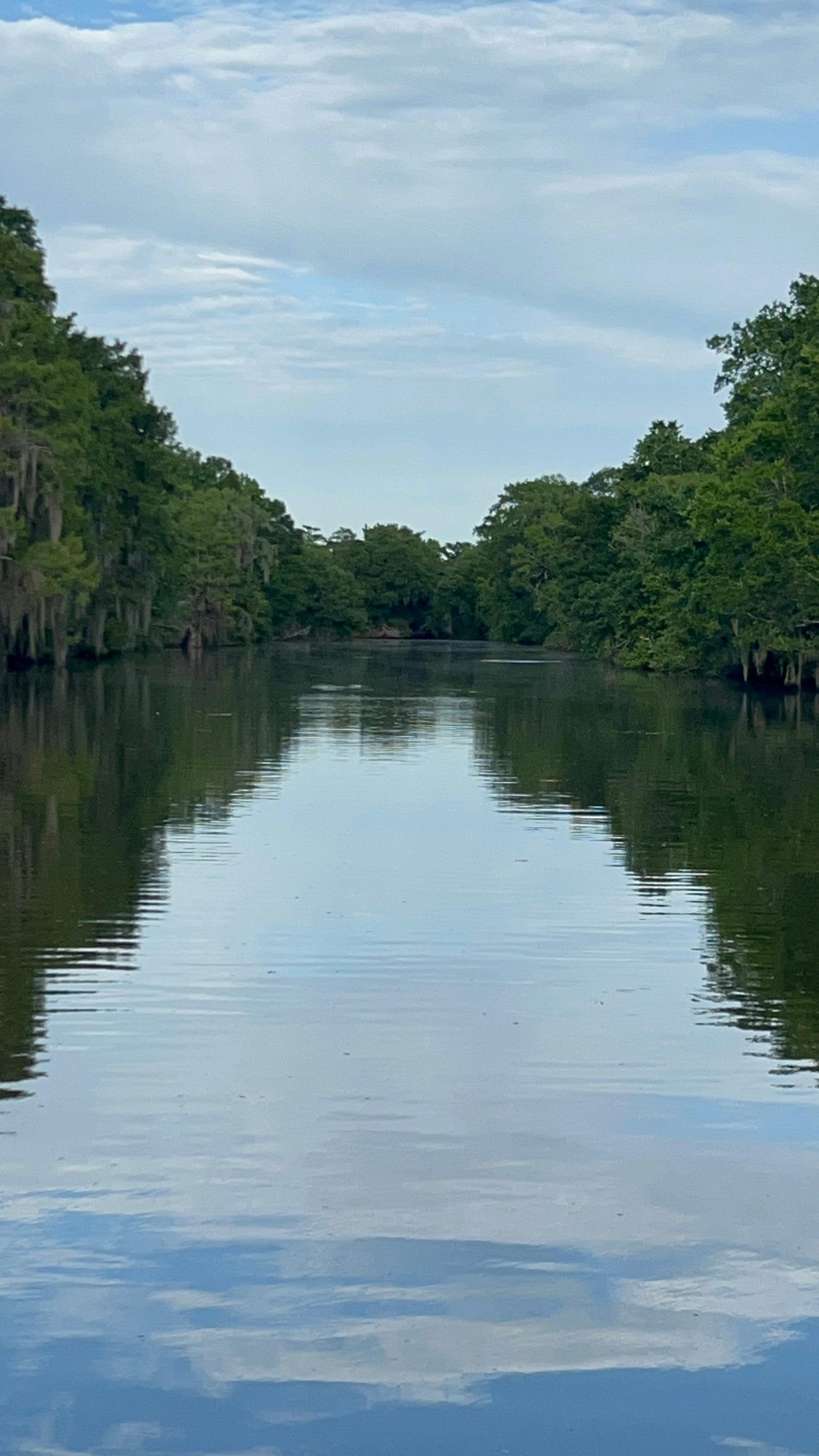 Just in awe of amazing it is back in the bayous! 