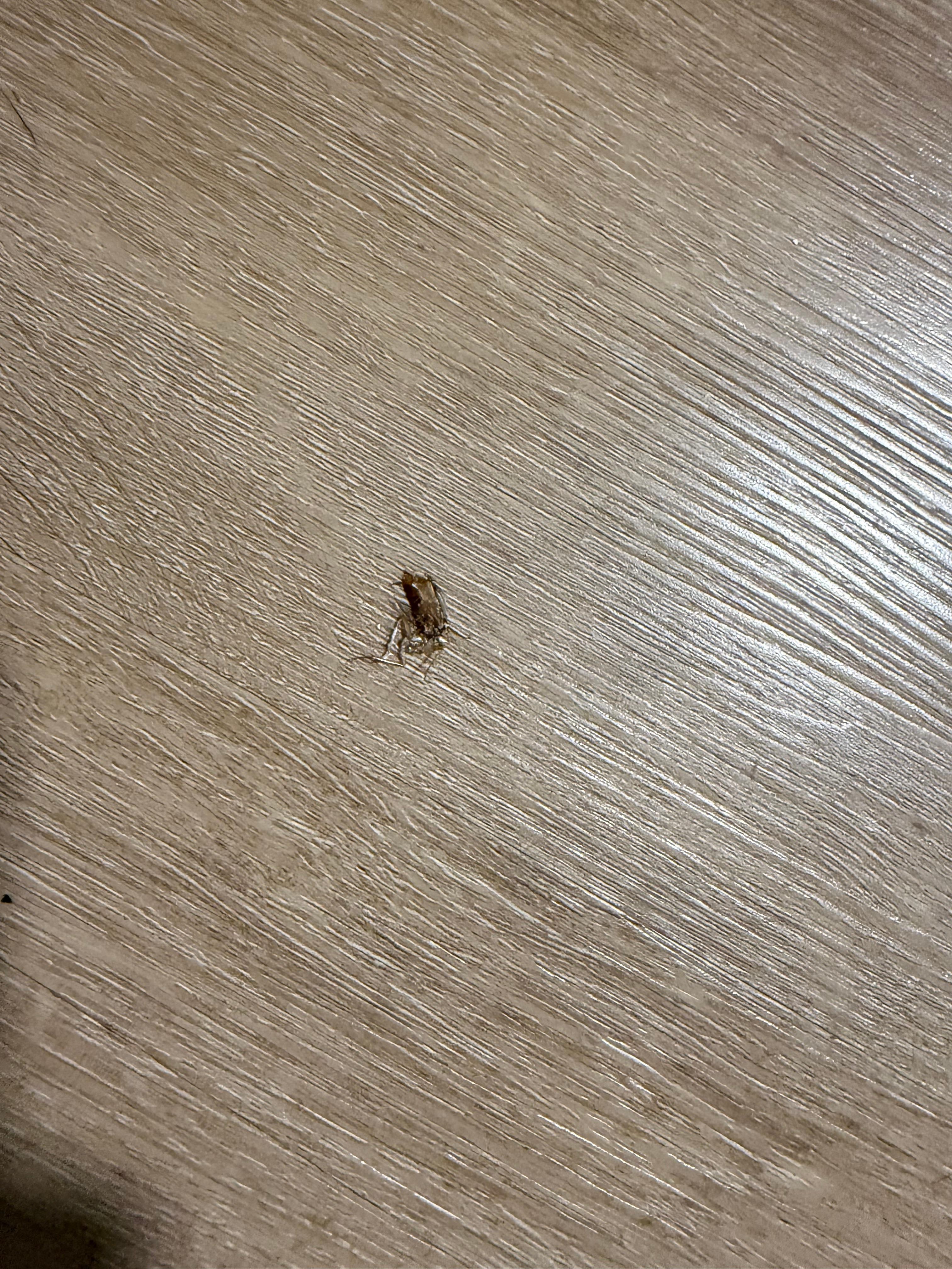 Roach we killed in kitchen area