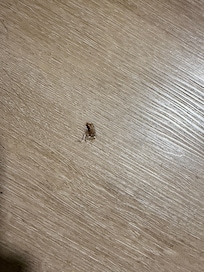 Roach we killed in kitchen area
