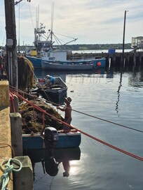 Carl, lifting his rockweed harvest out of the boat