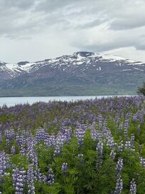 Lupine on the drive to cabin.