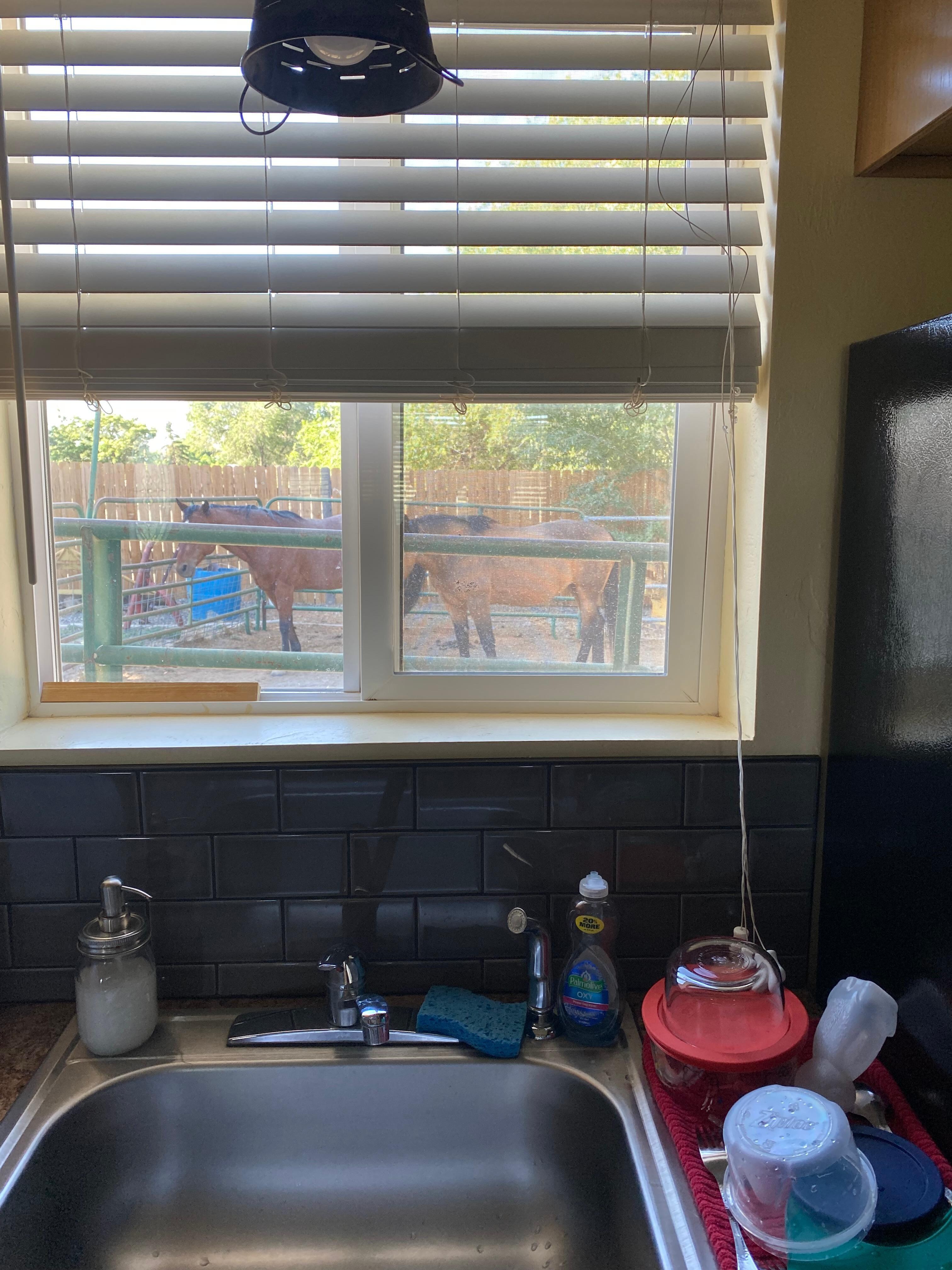 Saying good morning to horses right in the kitchen window!