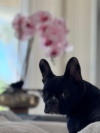 Our Bella loved it too.