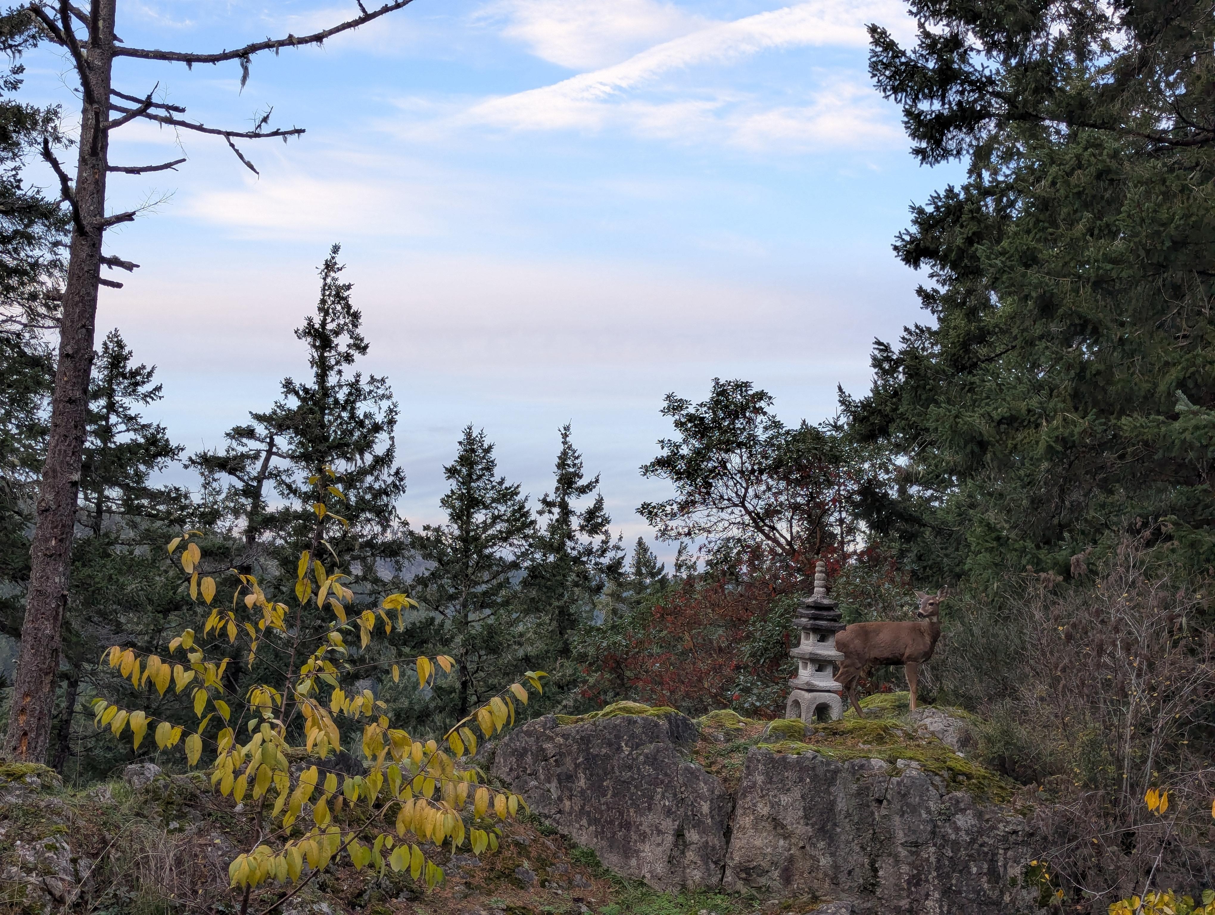 Beautiful skies and a furry neighbour.