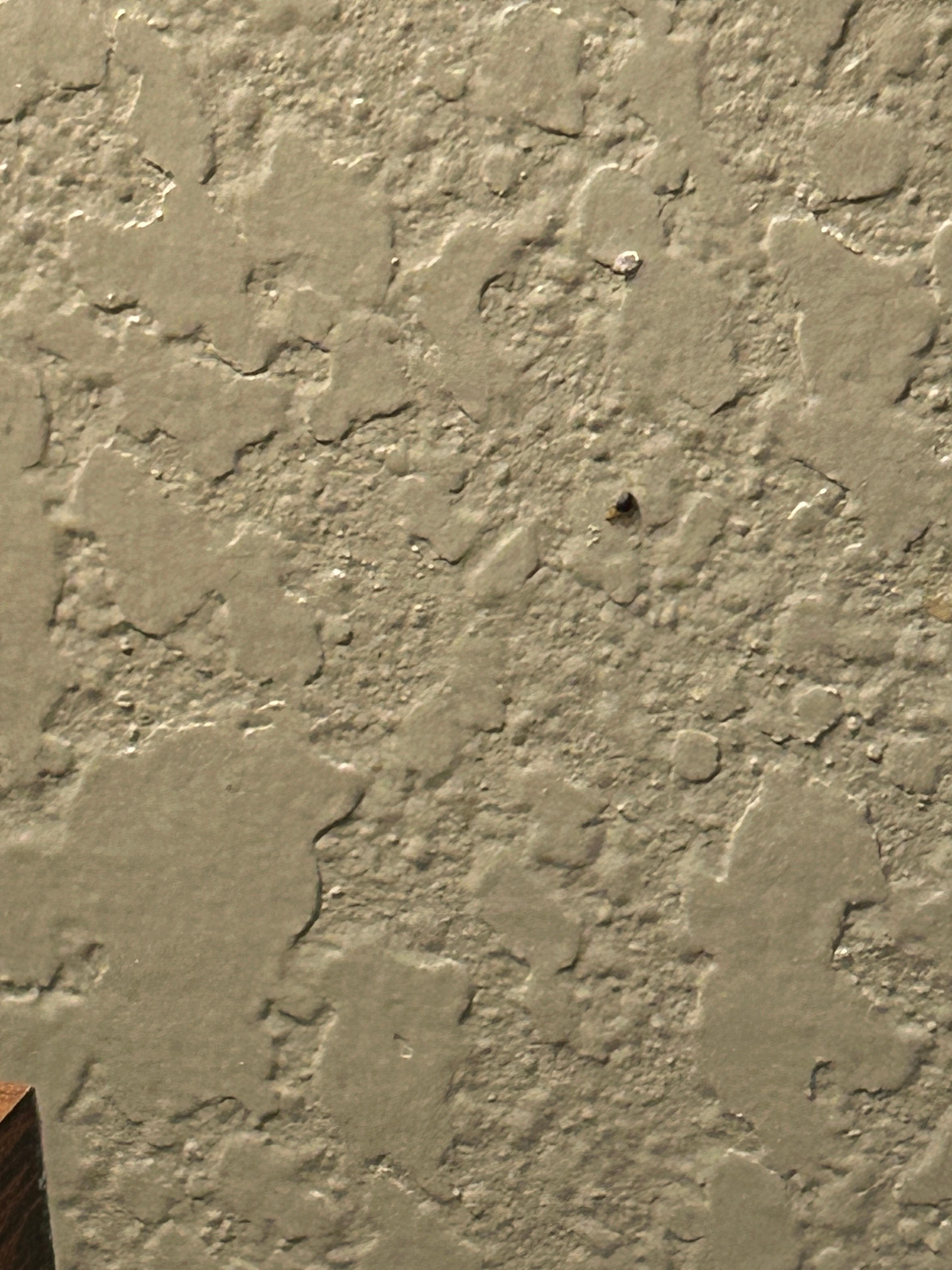 Bug squashed on wall
