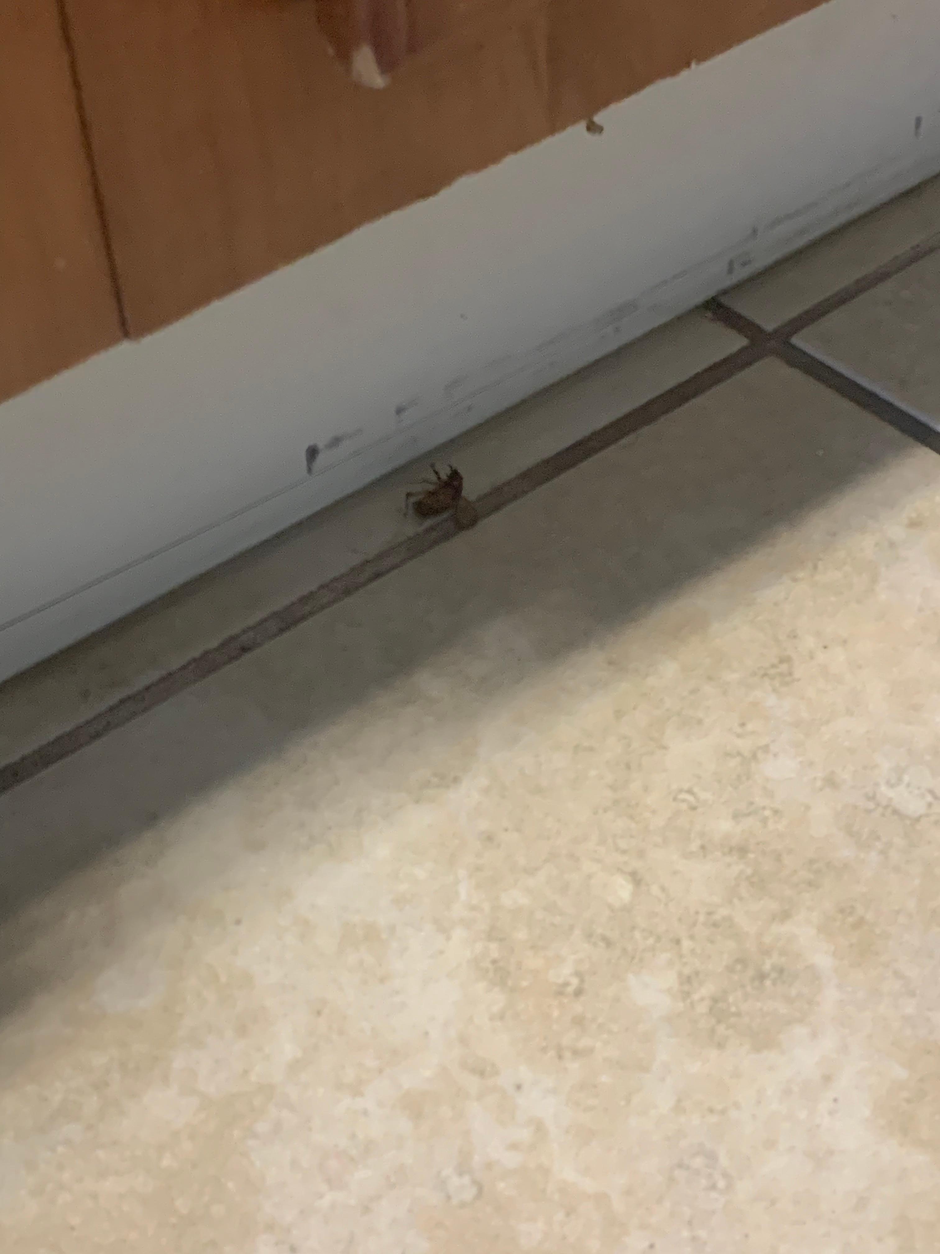 This is one of the roaches. I wish you could upload videos. I have videos of the bed bugs as well