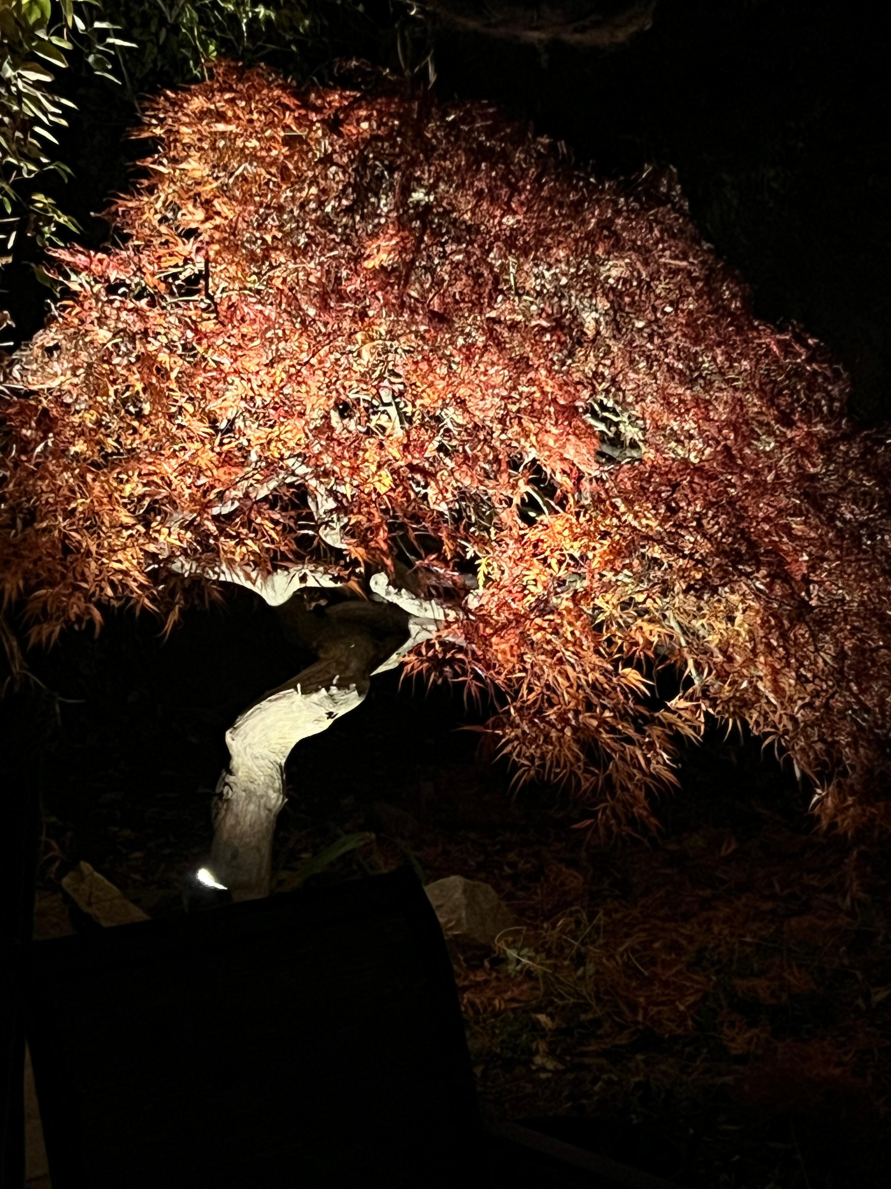 So beautiful at night 