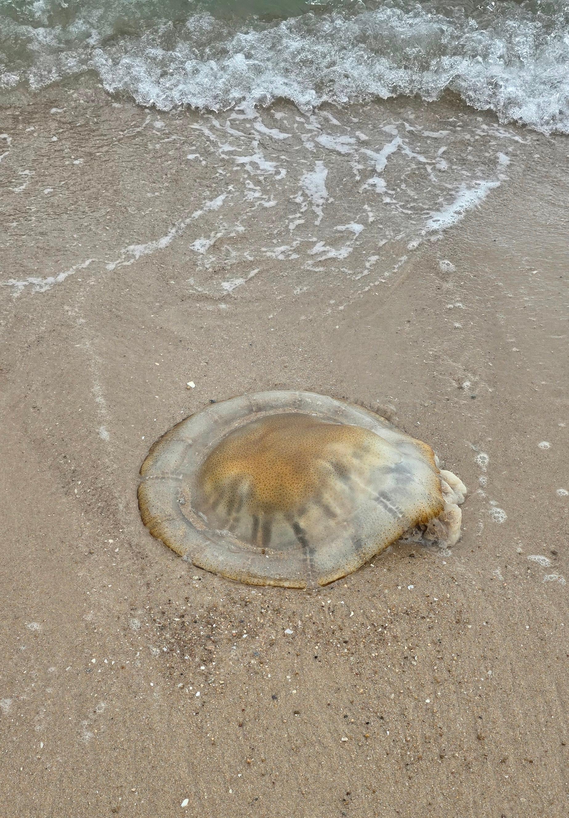 Yeak,  giant jellyfish 