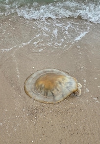 Yeak, giant jellyfish
