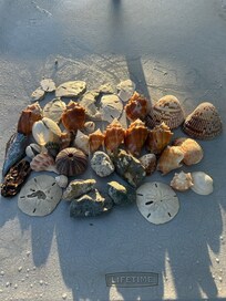 More shells.
