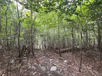 Small trail in the backyard